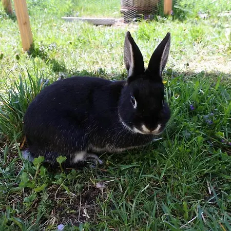 Lantgård Biohof Teufel Lunz am See