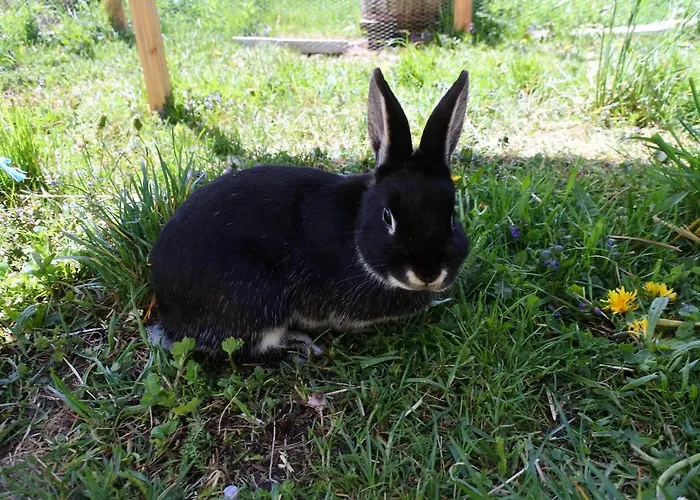 Feriegård Biohof Teufel Lunz am See